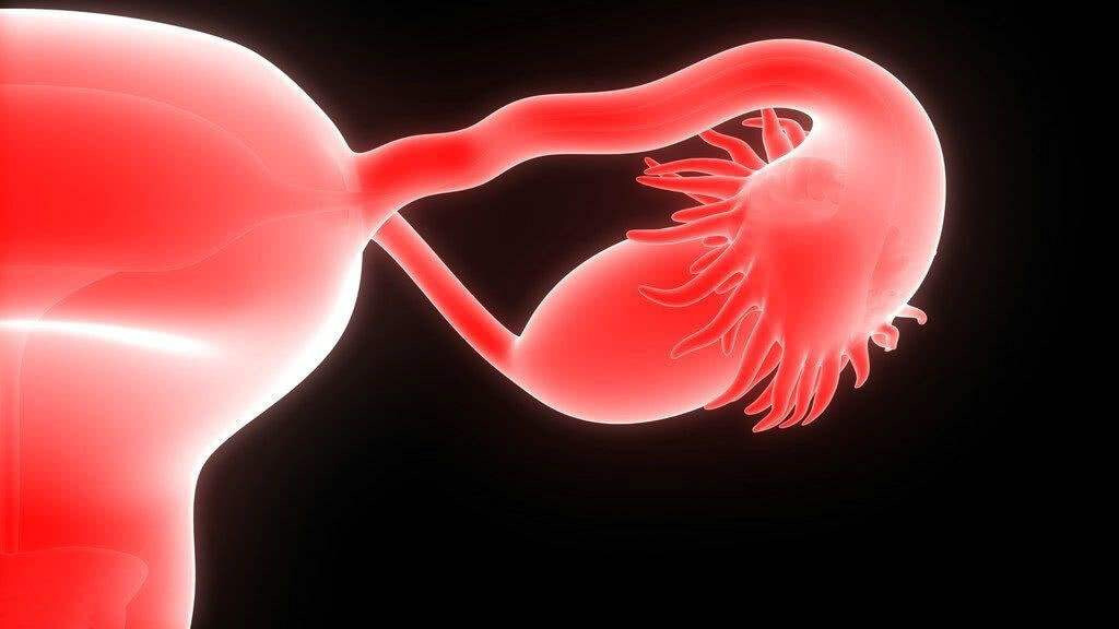 2024年新综述|干细胞治疗卵巢早衰不孕患者的现状及未来展望