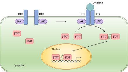 JAK/STAT